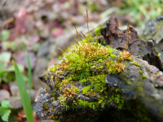 moss