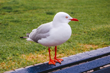Seagull sitting on the park bench sea portrait.