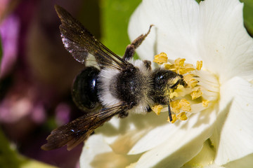 Bee