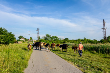 Fototapeta na wymiar Shepherds are drive a herd of bloodstock cows, walking on the road
