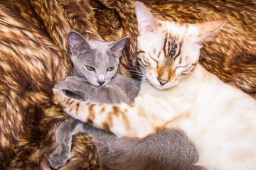 Naklejka na ściany i meble due gatti belli innamorati abbracciati