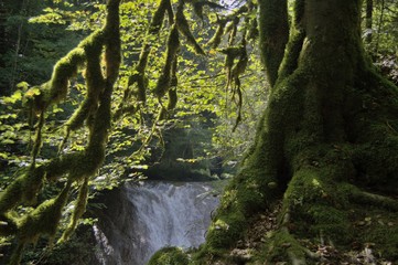 Bemooster Baum am Wasserfall