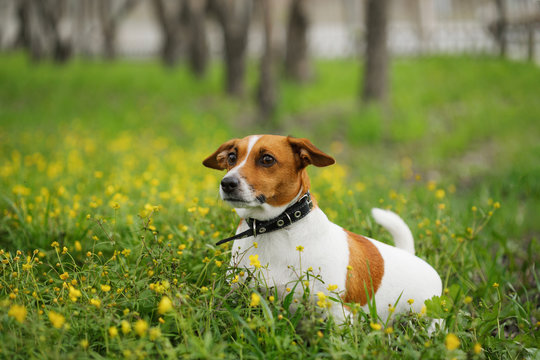 Jack russell terrier dog walking outdoors. Springtime.