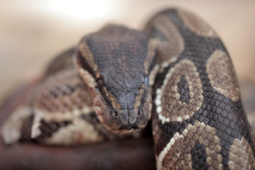 animal detail - close up macro photography of a python snake head with big eyes, outdoors in Africa with natural sunlight