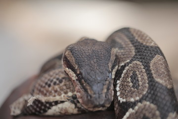 animal detail - close up macro photography of a python snake head with big eyes, outdoors in Africa with natural sunlight