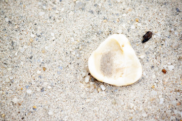 The dead shell is on the sand.