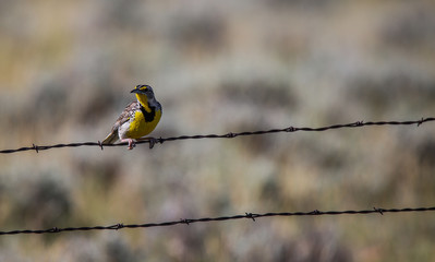 Western Meadowlark
