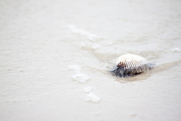 Shell of a mollusk on the sand with a thin sea wave