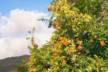 Fototapeta na wymiar Sunny autumn. Pomegranate tree (Punica granatum) with ripe fruits against sky