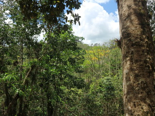 Urwald auf Kuba - Regenwald - Tropen - Karibik