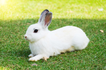 Cute bunny rabbit sitting on green grass in the garden.Animal nature background.