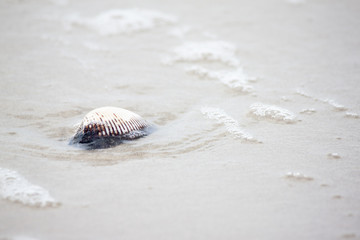 Fototapeta na wymiar Shell of a mollusk on the sand with a thin sea wave