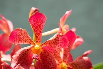 Beautiful red orchid in garden.