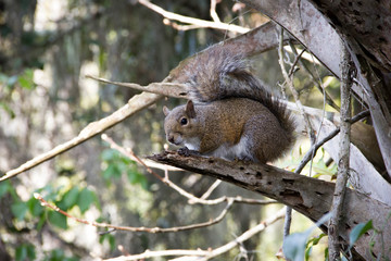 Squirrel Close Up