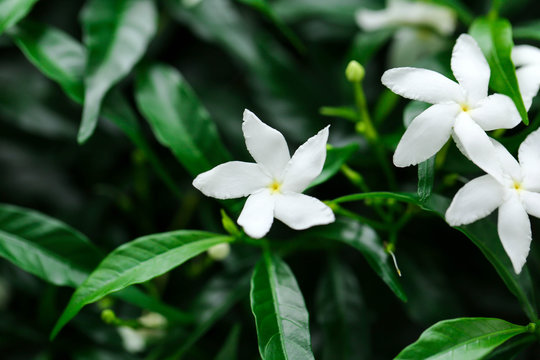 Jasmine flowers blossoming on bush in sunny day soft focus