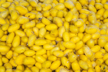 cocoon of silkworms net abstract yellow gold background.