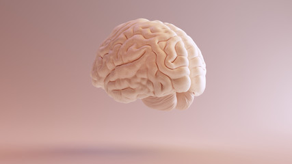 Human brain Anatomical Model 3d illustration 3Q Rear Left