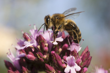 Honey Bee (Apis mellifera) on Oergano (Origanum laevigatum 'Herenhausen')