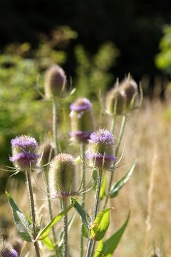 Teasels, teazel, teazle, Dipsacaceae. Close up of teasels against a blurred meadow background 