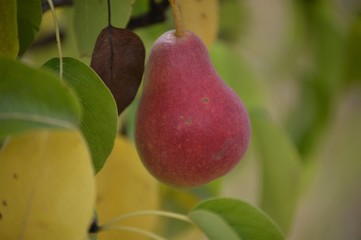 Pera madurando 4
