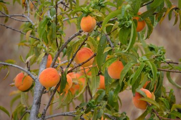 Melocotonero con frutos 2