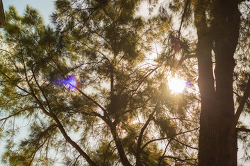 silhouette tree leaves branches contrast on blue sunset sky, with sunlight from back