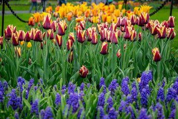 Obraz premium Flowers 