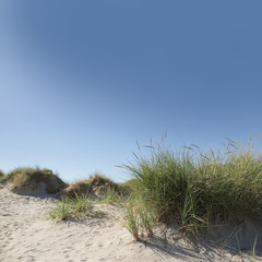view on sand dune with grass on seaside in front of beautiful blue sky- square layout with copy space for text