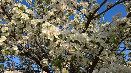 Цветущая груша