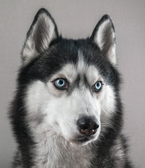 Siberian husky dog isolated on gray. Portrait dog with blue eyes.