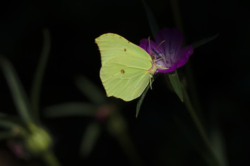 Gelber Schmetterling als Makro auf einer lila Blume vor einem dunklen Hintergrund