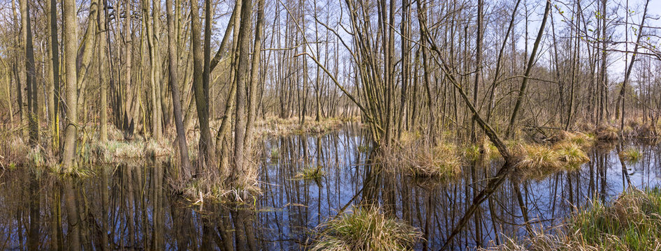 Swamp with alder trees in Springtime. A swamp is a wetland that is forested, covered by aquatic vegetation