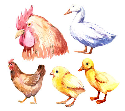 Farm birds. Watercolor illustration