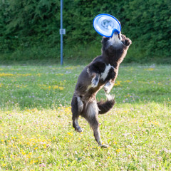An Australian Shepherd dog playing with a frisbee