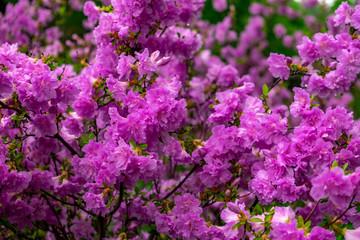 Obraz premium Flowers