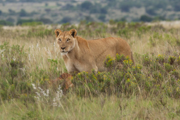 Lioness Stands Guard Over Kill