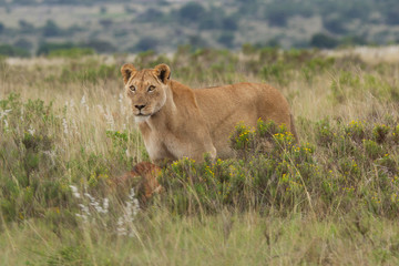 Lioness Stands Guard Over Kill