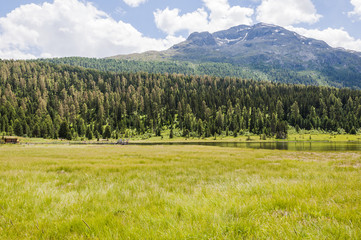 Fototapeta premium St. Moritz, Oberengadin, Engadin, Stazersee, Bergsee, Stazerwald, Alpen, Rosatschgruppe, Graubünden, Wanderweg, Sommer, Schweiz