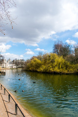 Obraz premium A view of a lake with trees and ducks around in a park