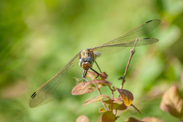 Dragonfly