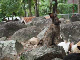 Cute rabbit in the field