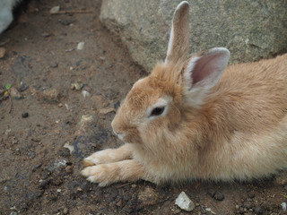 Cute rabbit in the field