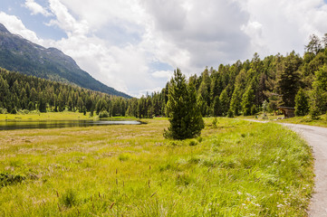 St. Moritz, Stazersee, Bergsee, Stazerwald, Wanderweg, Waldweg, Uferweg, Badesee, Engadin, Oberengadin, Alpen, Graubünden, Sommer, Schweiz