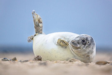Cute puppy harbor seal waving fins © creativenature.nl