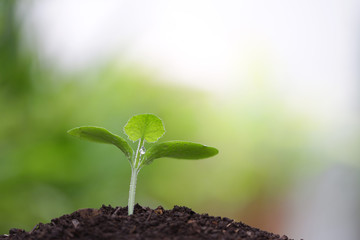 Green plant sprout