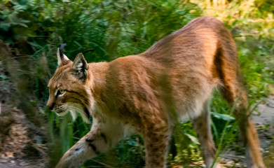 walking lynx 2