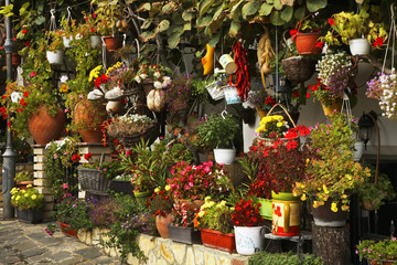 Flowers in Ohrid. Macedonia
