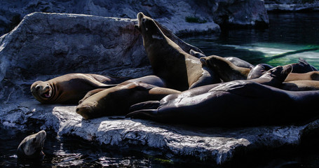 sunbathing sea lions 1