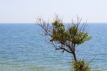 lonely tree against background of sea and sky