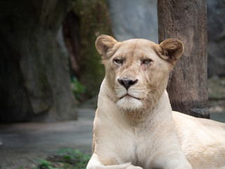 Female lion close up picture